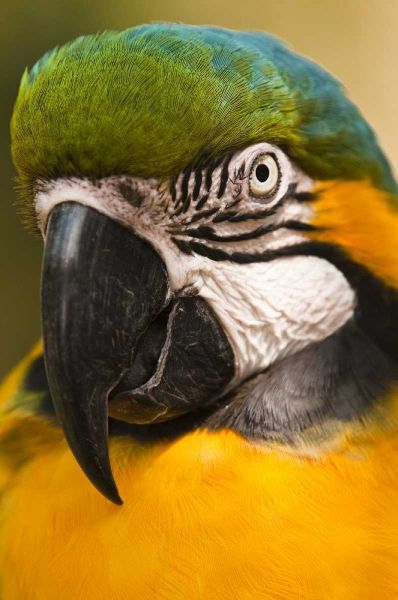 USA, Florida, St Augustine Portrait of parrot
